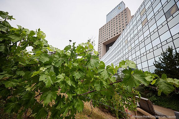 Weinreben im Vordergrund mit einem modernen Wolkenkratzer der Messe Frankfurt im Hintergrund, nachhaltige urbane Begrünung.